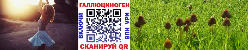 Псилоцибиновые грибы GOLDEN TEACHER  Купить закладки  Андреаполь 